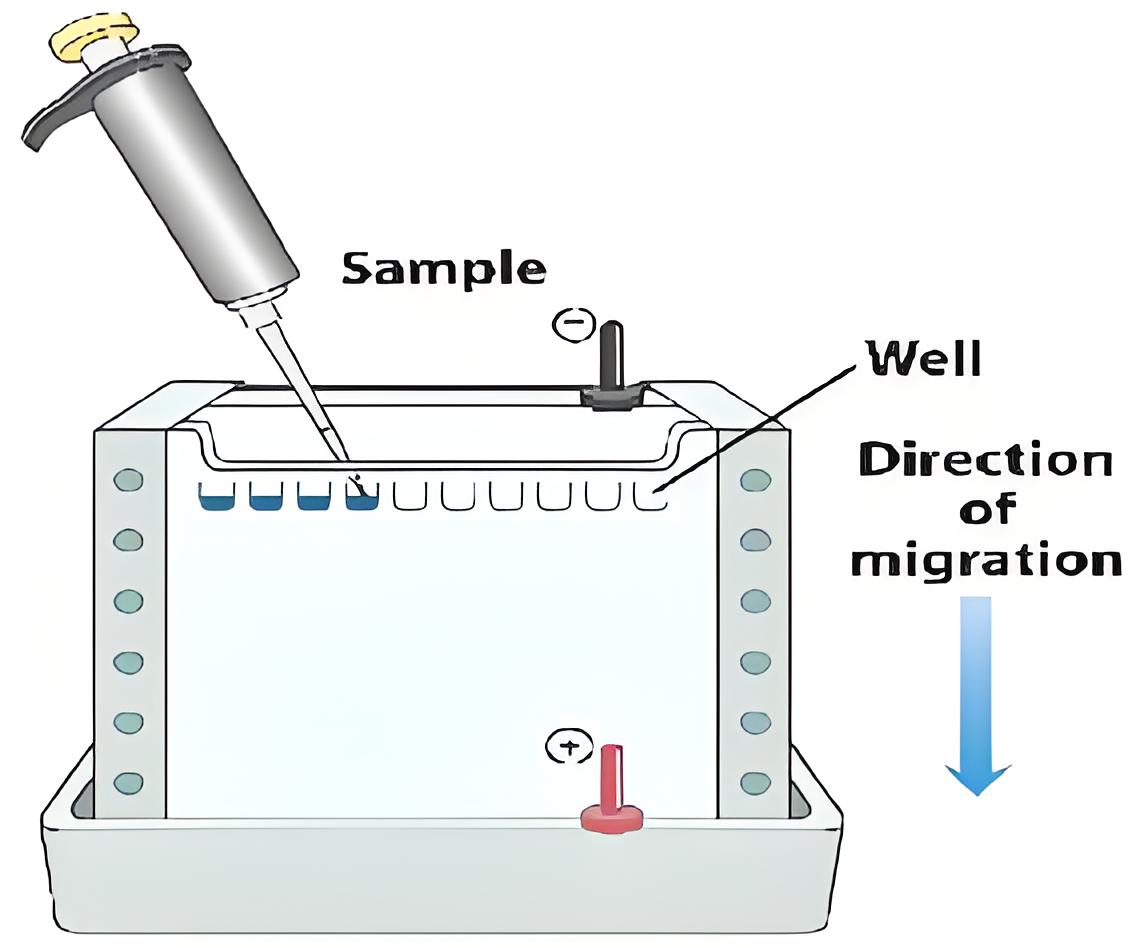 Electrophoresis Diagram
