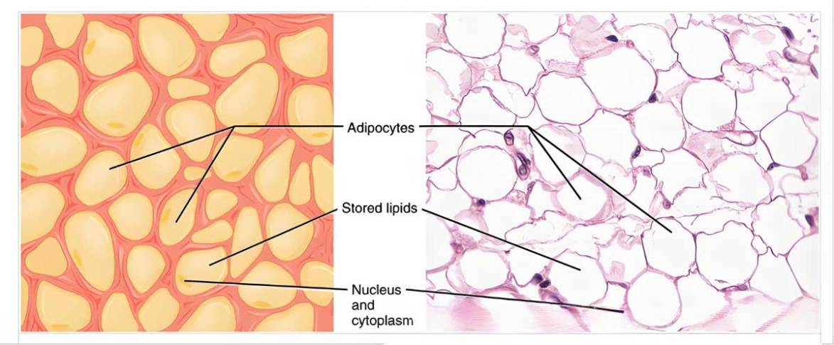 Human adipose tissue