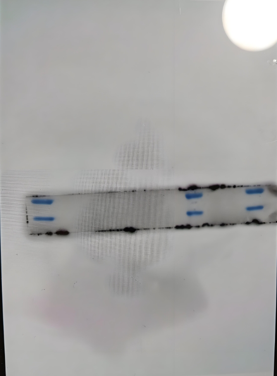 WB experimental band lost