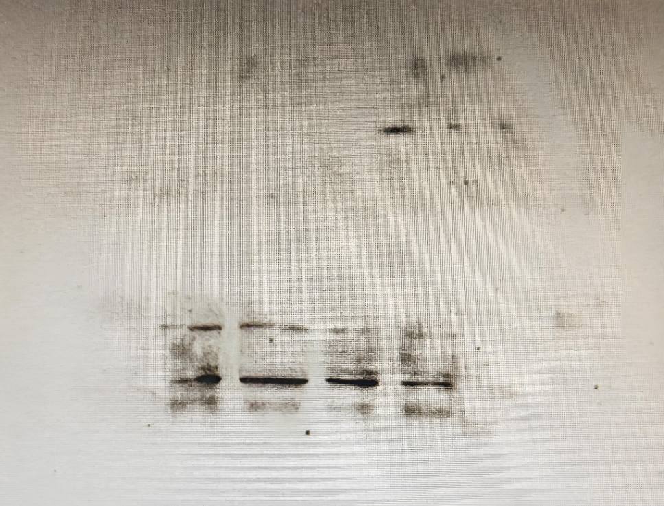 WB experimental bands are not fully displayed