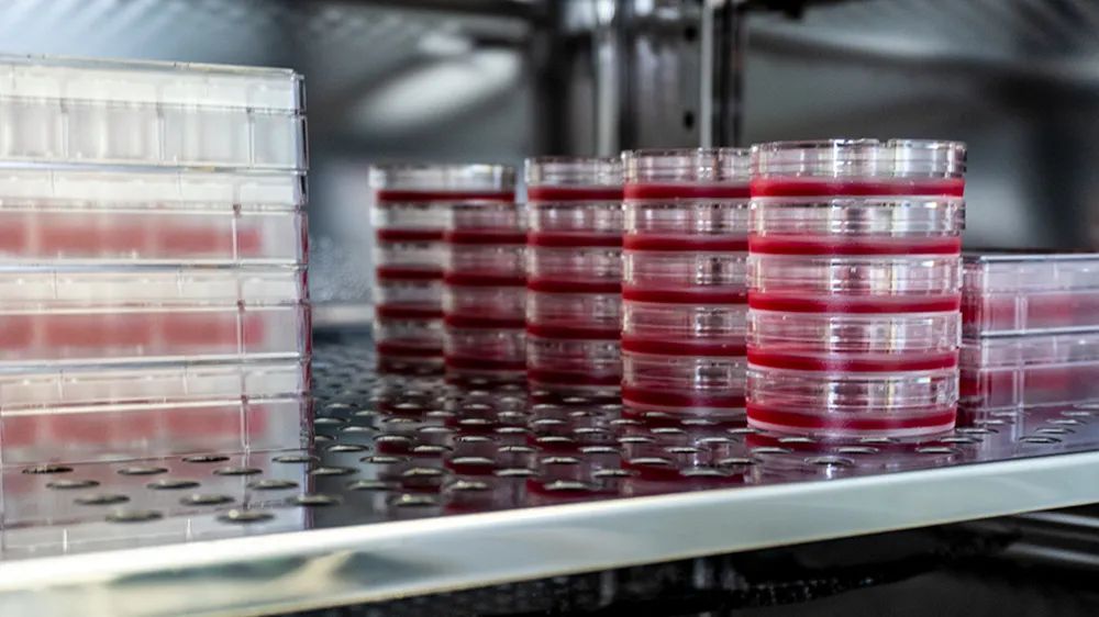 Cell Culture Expansion for Western Blot: Key Steps & Sample Prep – Ucallm