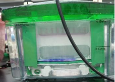 Electrophoresis Tank for WB