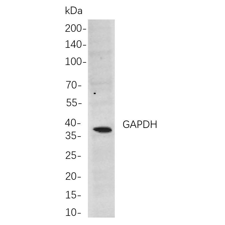 WR4001 Western blot analysis of lysates from PT0004R cells, using GAPDH Rabbit mAb. The HRP-conjugated Goat anti-Rabbit IgG antibody (RS0002,immunoway) was used to detect the antibody. Western blot analysis of lysates from PT0004R cells, using GAPDH Rabbit mAb. The HRP-conjugated Goat anti-Rabbit IgG antibody (RS0002,immunoway) was used to detect the antibody.