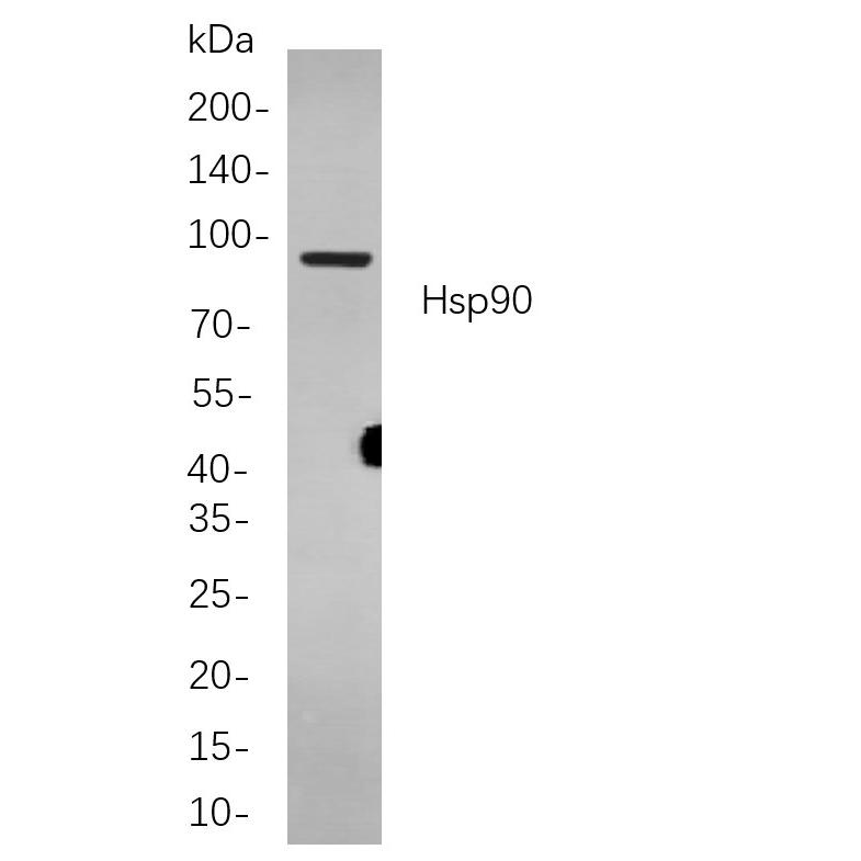 WR4008 Western blot analysis of lysates from PC12 cells, using Hsp90 Rabbit mAb. The HRP-conjugated Goat anti-Rabbit IgG antibody (RS0002,immunoway) was used to detect the antibody. Western blot analysis of lysates from PC12 cells, using Hsp90 Rabbit mAb. The HRP-conjugated Goat anti-Rabbit IgG antibody (RS0002,immunoway) was used to detect the antibody.