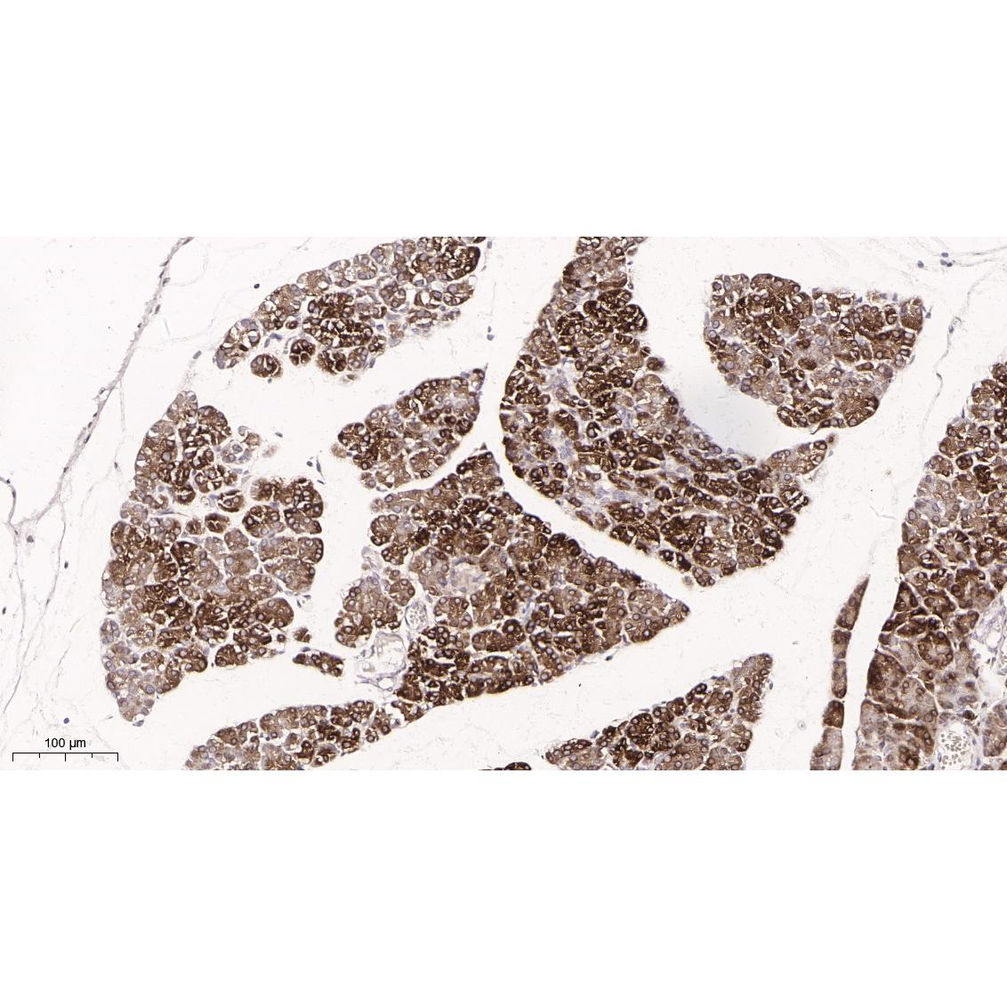 WR4013 Immunohistochemical analysis of paraffin-embedded rat pancreas tissue. 1, primary Antibody was diluted at 1:200(4~C,overnight). 2, EDTA pH 9.0 was used for antibody retrieval(>98~C,20min). 3,Secondary antibody was diluted at 1:200(room tempeRature, 30min). Immunohistochemical analysis of paraffin-embedded rat pancreas tissue. 1, primary Antibody was diluted at 1:200(4~C,overnight). 2, EDTA pH 9.0 was used for antibody retrieval(>98~C,20min). 3,Secondary antibody was diluted at 1:200(room tempeRature, 30min).