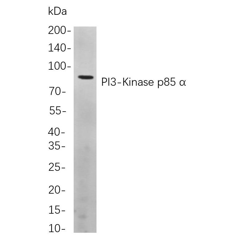 WR4026 Western blot analysis of lysates from HepG2 cells, using PI3-Kinase p85 α Rabbit mAb. The HRP-conjugated Goat anti-Rabbit IgG antibody (WS0002) was used to detect the antibody. Western blot analysis of lysates from HepG2 cells, using PI3-Kinase p85 α Rabbit mAb. The HRP-conjugated Goat anti-Rabbit IgG antibody (WS0002) was used to detect the antibody.