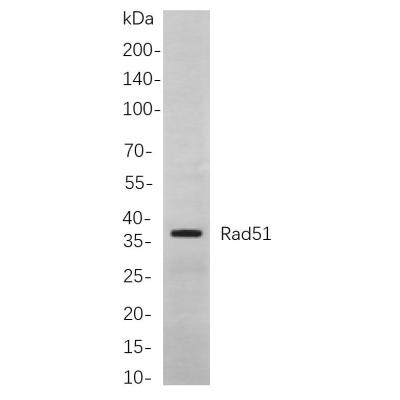 Western blot analysis of lysates from C6 cells, using Rad51 Rabbit mAb. The HRP-conjugated Goat anti-Rabbit IgG antibody (WS0002) was used to detect the antibody.