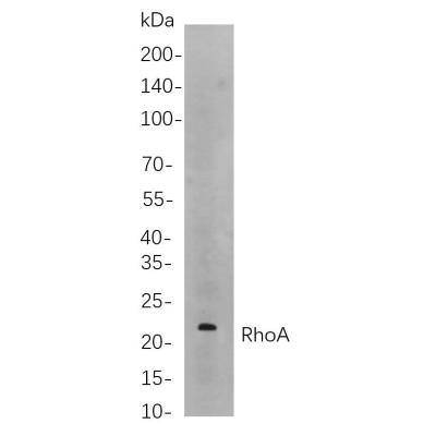 Western blot analysis of lysates from NIH3T3 cells, using RhoA Rabbit mAb. The HRP-conjugated Goat anti-Rabbit IgG antibody (WS0002) was used to detect the antibody.