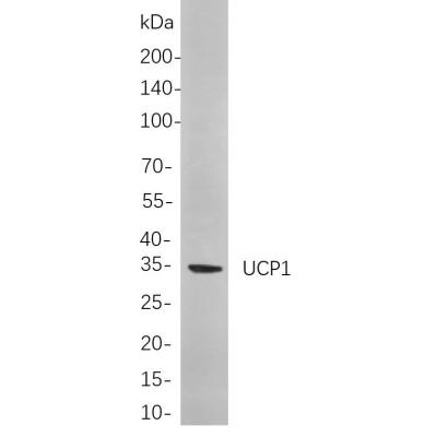 Western blot analysis of lysates from Mouse white adipose cells, using UCP1 Rabbit mAb. The HRP-conjugated Goat anti-Rabbit IgG antibody (WS0002) was used to detect the antibody.