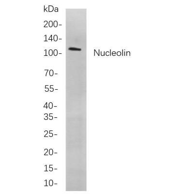 Western blot analysis of lysates from A549 cells, using Nucleolin Rabbit mAb. The HRP-conjugated Goat anti-Rabbit IgG antibody (WS0002) was used to detect the antibody.