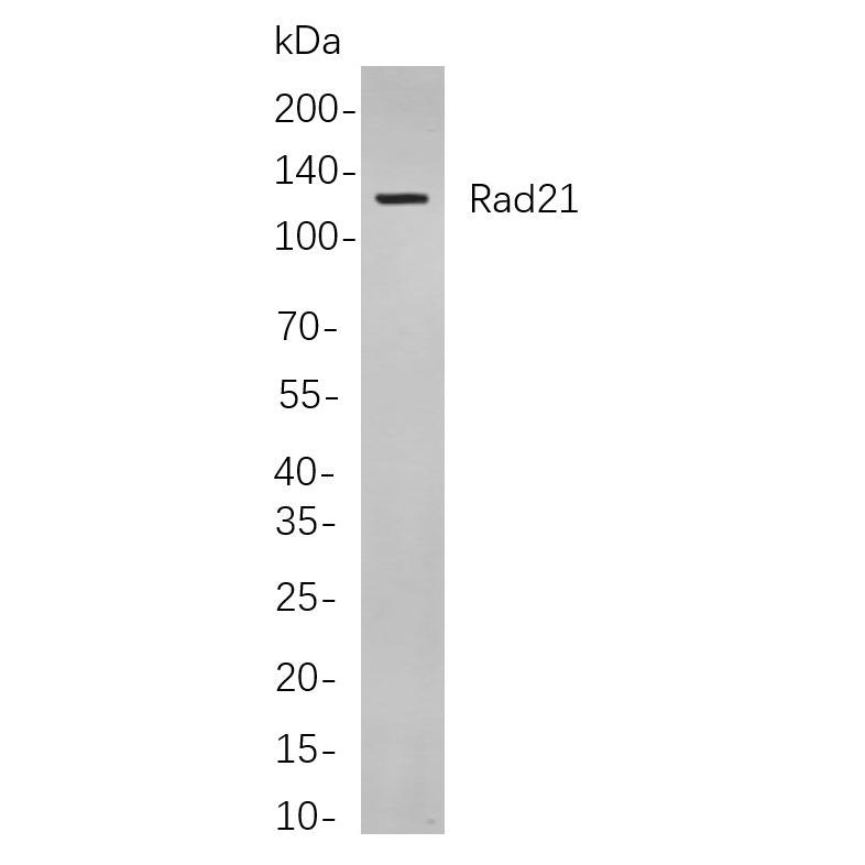 WR4055 Western blot analysis of lysates from Hela cells, using Rad21 Rabbit mAb. The HRP-conjugated Goat anti-Rabbit IgG antibody (WS0002) was used to detect the antibody. Western blot analysis of lysates from Hela cells, using Rad21 Rabbit mAb. The HRP-conjugated Goat anti-Rabbit IgG antibody (WS0002) was used to detect the antibody.