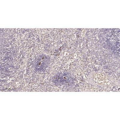 Immunohistochemical analysis of paraffin-embedded rat spleen tissue. 1, primary Antibody was diluted at 1:200(4～C,overnight). 2, EDTA pH 9.0 was used for antibody retrieval(>98～C,20min). 3,Secondary antibody was diluted at 1:200(room tempeRature, 30min).