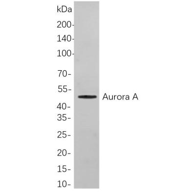 Western blot analysis of lysates from Hela cells, using Aurora A Rabbit mAb. The HRP-conjugated Goat anti-Rabbit IgG antibody (WS0002) was used to detect the antibody.