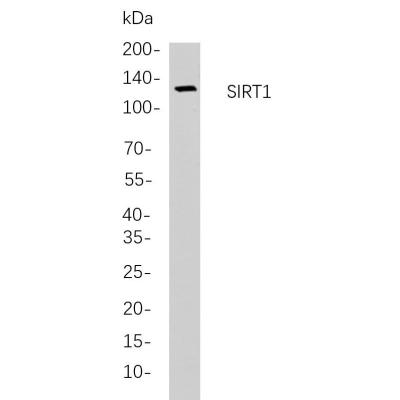 Western blot analysis of lysates from Hela cells, using SIRT1 Rabbit mAb. The HRP-conjugated Goat anti-Rabbit IgG antibody (WS0002) was used to detect the antibody.