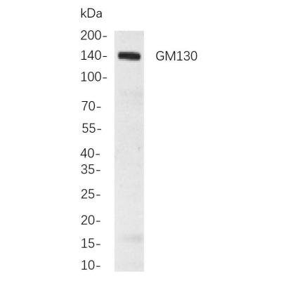 Western blot analysis of lysates from Hela cells, using GM130 Rabbit mAb. The HRP-conjugated Goat anti-Rabbit IgG antibody (WS0002) was used to detect the antibody.