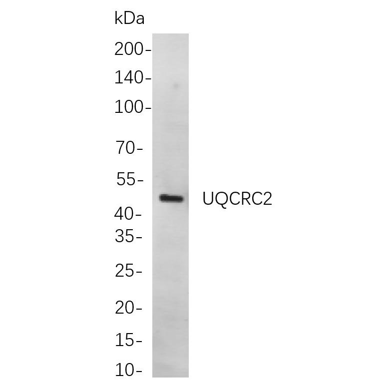 WR4084 Western blot analysis of lysates from A172 cells, using UQCRC2 Rabbit mAb. The HRP-conjugated Goat anti-Rabbit IgG antibody (WS0002) was used to detect the antibody. Western blot analysis of lysates from A172 cells, using UQCRC2 Rabbit mAb. The HRP-conjugated Goat anti-Rabbit IgG antibody (WS0002) was used to detect the antibody.