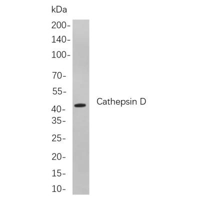 Western blot analysis of lysates from A431 cells, using Cathepsin D Rabbit mAb. The HRP-conjugated Goat anti-Rabbit IgG antibody (WS0002) was used to detect the antibody.