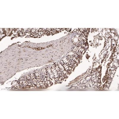 Immunohistochemical analysis of paraffin-embedded mouse colon tissue. 1, primary Antibody was diluted at 1:200(4～C,overnight). 2, EDTA pH 9.0 was used for antibody retrieval(>98～C,20min). 3,Secondary antibody was diluted at 1:200(room tempeRature, 30min).