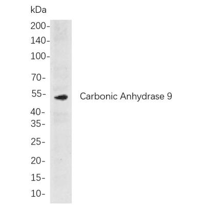 Western blot analysis of lysates from PC-12 cells, using Carbonic Anhydrase 9 Rabbit mAb. The HRP-conjugated Goat anti-Rabbit IgG antibody (WS0002) was used to detect the antibody.