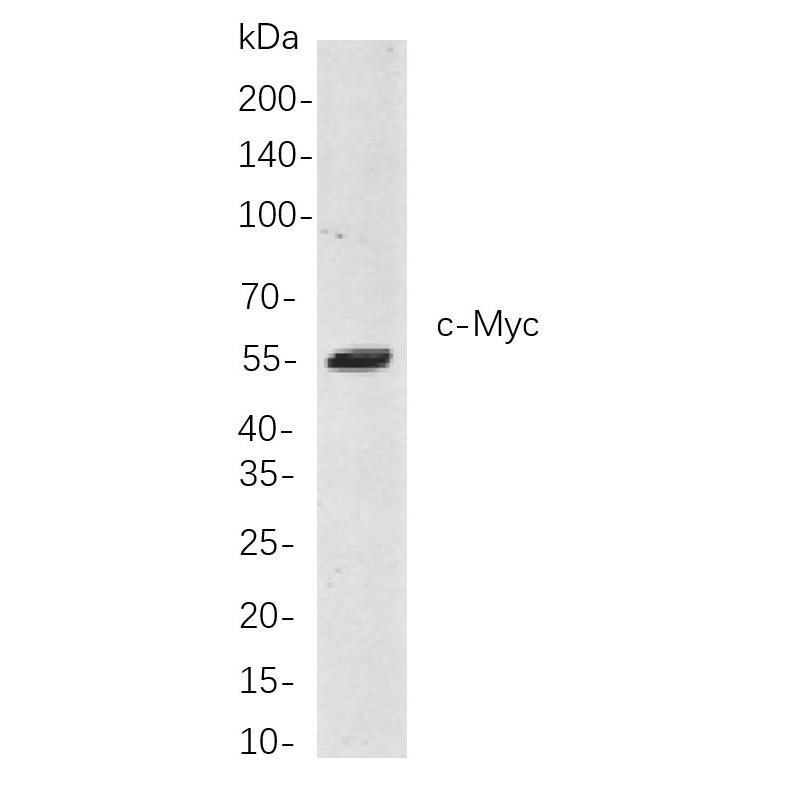WR4122 Western blot analysis of lysates from A172 cells, using c-Myc Rabbit mAb. The HRP-conjugated Goat anti-Rabbit IgG antibody (WS0002) was used to detect the antibody. Western blot analysis of lysates from A172 cells, using c-Myc Rabbit mAb. The HRP-conjugated Goat anti-Rabbit IgG antibody (WS0002) was used to detect the antibody.