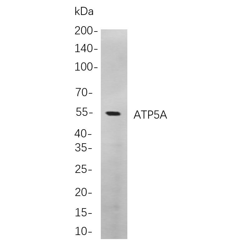 WR4140 Western blot analysis of lysates from A549 cells, using ATP5A Rabbit mAb. The HRP-conjugated Goat anti-Rabbit IgG antibody (WS0002) was used to detect the antibody. Western blot analysis of lysates from A549 cells, using ATP5A Rabbit mAb. The HRP-conjugated Goat anti-Rabbit IgG antibody (WS0002) was used to detect the antibody.