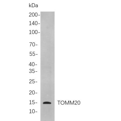 Western blot analysis of lysates from HepG2 cells, using TOMM20 Rabbit mAb. The HRP-conjugated Goat anti-Rabbit IgG antibody (WS0002) was used to detect the antibody.