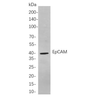 Western blot analysis of lysates from HCT-116 cells, using EpCAM Rabbit mAb. The HRP-conjugated Goat anti-Rabbit IgG antibody (WS0002) was used to detect the antibody.