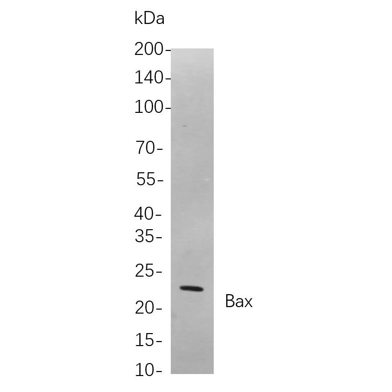 WR4154 Western blot analysis of lysates from Hela cells, using Bax Rabbit mAb. The HRP-conjugated Goat anti-Rabbit IgG antibody (WS0002) was used to detect the antibody. Western blot analysis of lysates from Hela cells, using Bax Rabbit mAb. The HRP-conjugated Goat anti-Rabbit IgG antibody (WS0002) was used to detect the antibody.