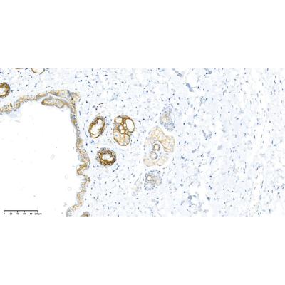 Mouse mammary gland