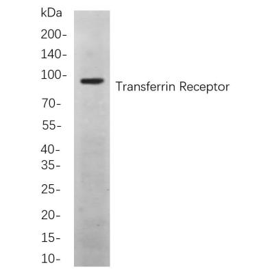 Western blot analysis of lysates from K562 cells, using Transferrin Receptor Rabbit mAb. The HRP-conjugated Goat anti-Rabbit IgG antibody (WS0002) was used to detect the antibody.