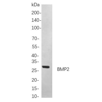 Western blot analysis of lysates from Hela cells, using BMP2 Rabbit mAb. The HRP-conjugated Goat anti-Rabbit IgG antibody (WS0002) was used to detect the antibody.