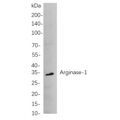 Western blot analysis of lysates from huh-7 cells, using Arginase-1 Rabbit mAb. The HRP-conjugated Goat anti-Rabbit IgG antibody (WS0002) was used to detect the antibody.