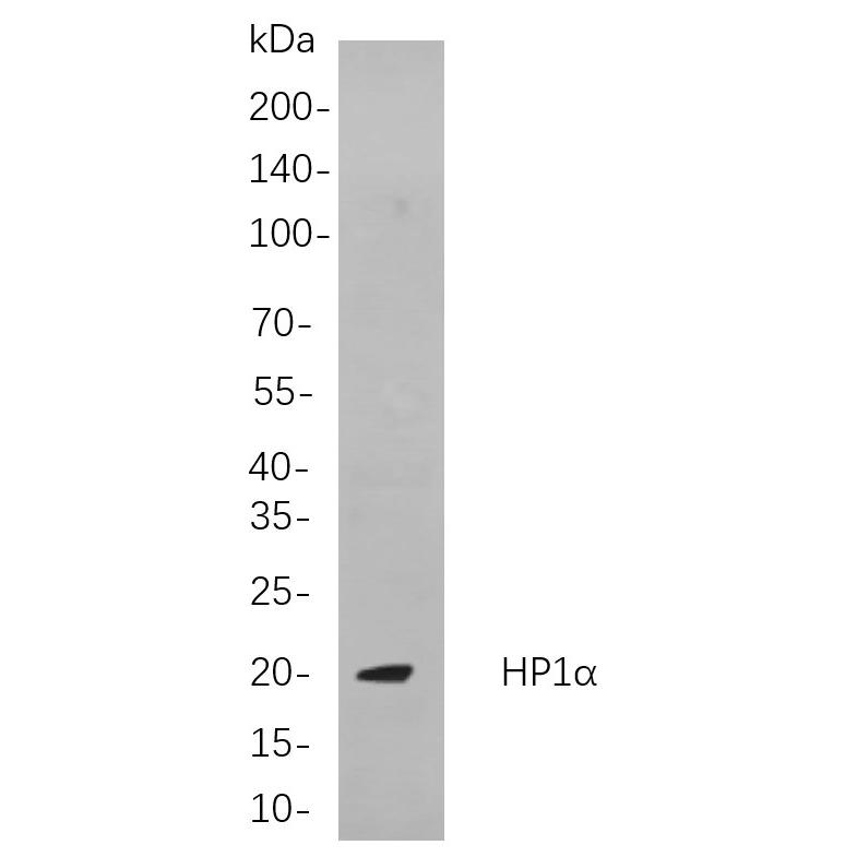 WR4200 Western blot analysis of lysates from 3T3-L1 cells, using HP1α Rabbit mAb. The HRP-conjugated Goat anti-Rabbit IgG antibody (WS0002) was used to detect the antibody. Western blot analysis of lysates from 3T3-L1 cells, using HP1α Rabbit mAb. The HRP-conjugated Goat anti-Rabbit IgG antibody (WS0002) was used to detect the antibody.