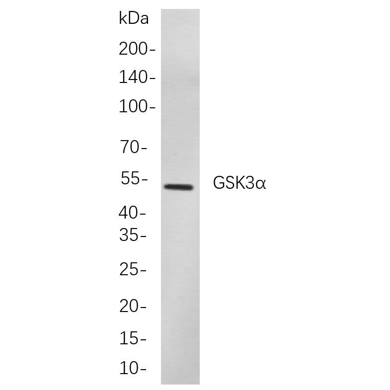 WR4201 Western blot analysis of lysates from K562 cells, using GSK3α Rabbit mAb. The HRP-conjugated Goat anti-Rabbit IgG antibody (WS0002) was used to detect the antibody. Western blot analysis of lysates from K562 cells, using GSK3α Rabbit mAb. The HRP-conjugated Goat anti-Rabbit IgG antibody (WS0002) was used to detect the antibody.