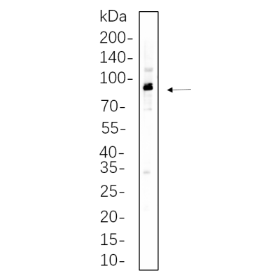 Hela whole cell lysates were separated by 10% SDS-PAGE, and the membrane was blotted with primary antibody(1:1000). The HRP-conjugated Goat anti-Rabbit IgG(H + L) antibody was used to detect the antibody.