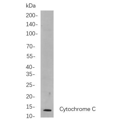 Western blot analysis of lysates from Jurkat cells, using Cytochrome C Rabbit mAb. The HRP-conjugated Goat anti-Rabbit IgG antibody (WS0002) was used to detect the antibody.