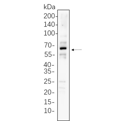 unboiled HEK293 whole cell lysates were separated by 10% SDS-PAGE, and the membrane was blotted with primary antibody(1:1000). The HRP-conjugated Goat anti-Rabbit IgG(H + L) antibody was used to detect the antibody.
