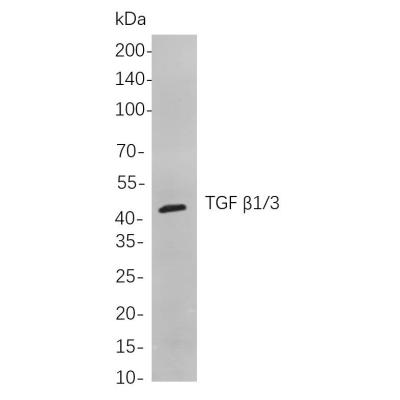 Western blot analysis of lysates from A431 cells, using TGF β1/3 Rabbit mAb. The HRP-conjugated Goat anti-Rabbit IgG antibody (WS0002) was used to detect the antibody.
