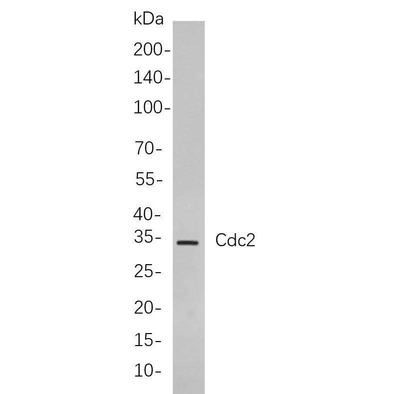 WR4227 Western blot analysis of lysates from K562 cells, using Cdc2 Rabbit mAb. The HRP-conjugated Goat anti-Rabbit IgG antibody (WS0002) was used to detect the antibody. Western blot analysis of lysates from K562 cells, using Cdc2 Rabbit mAb. The HRP-conjugated Goat anti-Rabbit IgG antibody (WS0002) was used to detect the antibody.