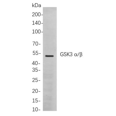 Western blot analysis of lysates from K562 cells, using Cdc2 Rabbit mAb. The HRP-conjugated Goat anti-Rabbit IgG antibody (WS0002) was used to detect the antibody.