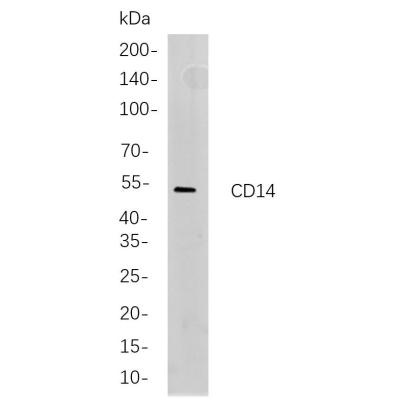 Western blot analysis of lysates from RAW264.7 cells, using CD14 Rabbit mAb. The HRP-conjugated Goat anti-Rabbit IgG antibody (WS0002) was used to detect the antibody.