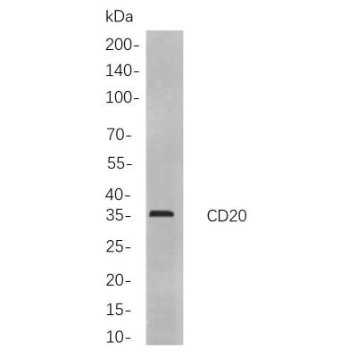 Western blot analysis of lysates from Raji cells, using CD20 Rabbit mAb. The HRP-conjugated Goat anti-Rabbit IgG antibody (WS0002) was used to detect the antibody.