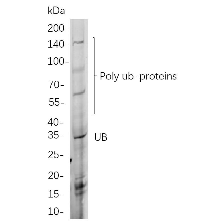 WR4240 Western blot analysis of lysates from HEK293 cells, using Ub Rabbit mAb. The HRP-conjugated Goat anti-Rabbit IgG antibody (WS0002) was used to detect the antibody. Western blot analysis of lysates from HEK293 cells, using Ub Rabbit mAb. The HRP-conjugated Goat anti-Rabbit IgG antibody (WS0002) was used to detect the antibody.