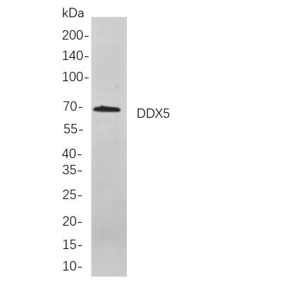 Western blot analysis of lysates from Hela cells, using DDX5 Rabbit mAb. The HRP-conjugated Goat anti-Rabbit IgG antibody (WS0002) was used to detect the antibody.
