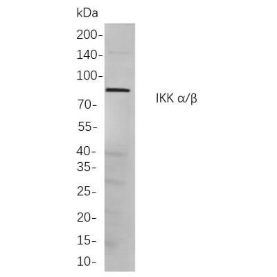 Western blot analysis of lysates from HEK293 cells, using IKK α/β Rabbit mAb. The HRP-conjugated Goat anti-Rabbit IgG antibody (WS0002) was used to detect the antibody.