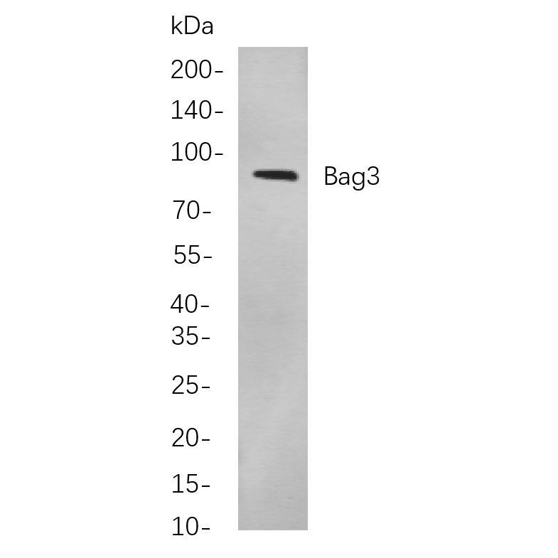 WR4251 Western blot analysis of lysates from HEK293 cells, using Bag3 Rabbit mAb. The HRP-conjugated Goat anti-Rabbit IgG antibody (WS0002) was used to detect the antibody. Western blot analysis of lysates from HEK293 cells, using Bag3 Rabbit mAb. The HRP-conjugated Goat anti-Rabbit IgG antibody (WS0002) was used to detect the antibody.