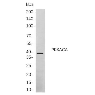 Western blot analysis of lysates from Hela cells, using PRKACA Rabbit mAb. The HRP-conjugated Goat anti-Rabbit IgG antibody (WS0002) was used to detect the antibody.