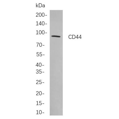 Western blot analysis of lysates from A549 cells, using CD44 Rabbit mAb. The HRP-conjugated Goat anti-Rabbit IgG antibody (WS0002) was used to detect the antibody.