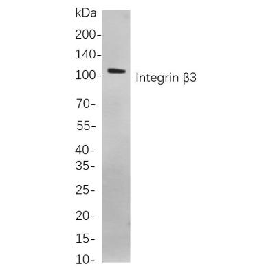 Western blot analysis of lysates from Mouse spleen cells, using Integrin β3 Rabbit mAb. The HRP-conjugated Goat anti-Rabbit IgG antibody (WS0002) was used to detect the antibody.
