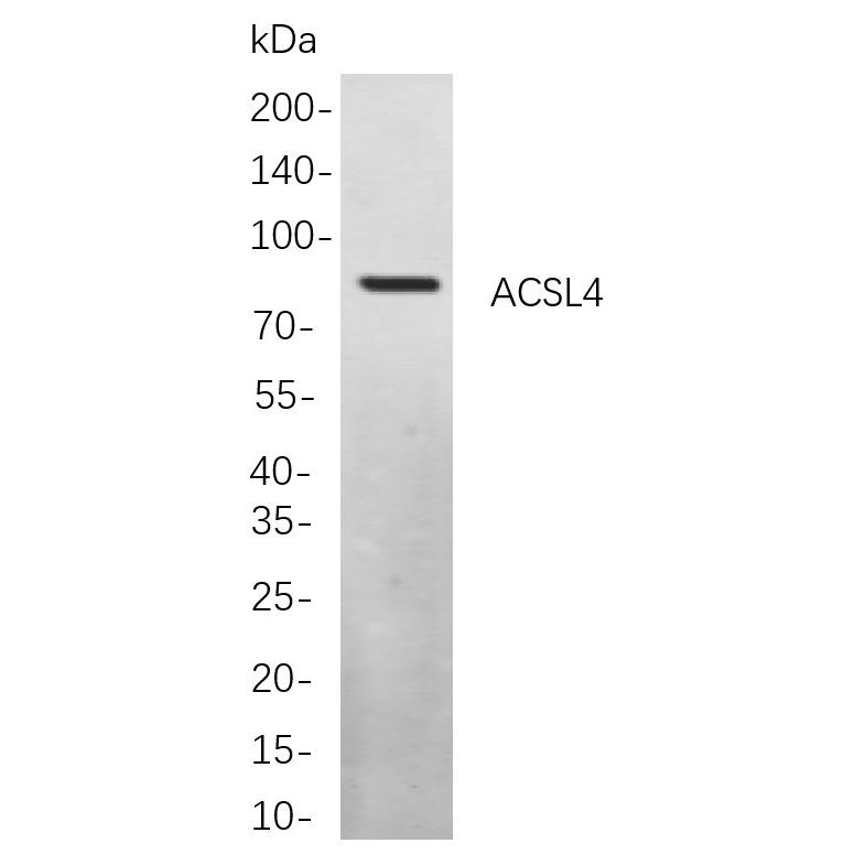 WR4261 Western blot analysis of lysates from Hela cells, using ACSL4 Rabbit mAb. The HRP-conjugated Goat anti-Rabbit IgG antibody (WS0002) was used to detect the antibody. Western blot analysis of lysates from Hela cells, using ACSL4 Rabbit mAb. The HRP-conjugated Goat anti-Rabbit IgG antibody ( ) was used to detect the antibody.